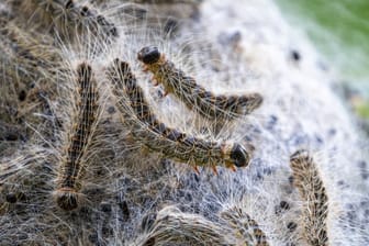 Behörden warnen: Der Eichenprozessionsspinner ist vor allem für Allergiker gefährlich.