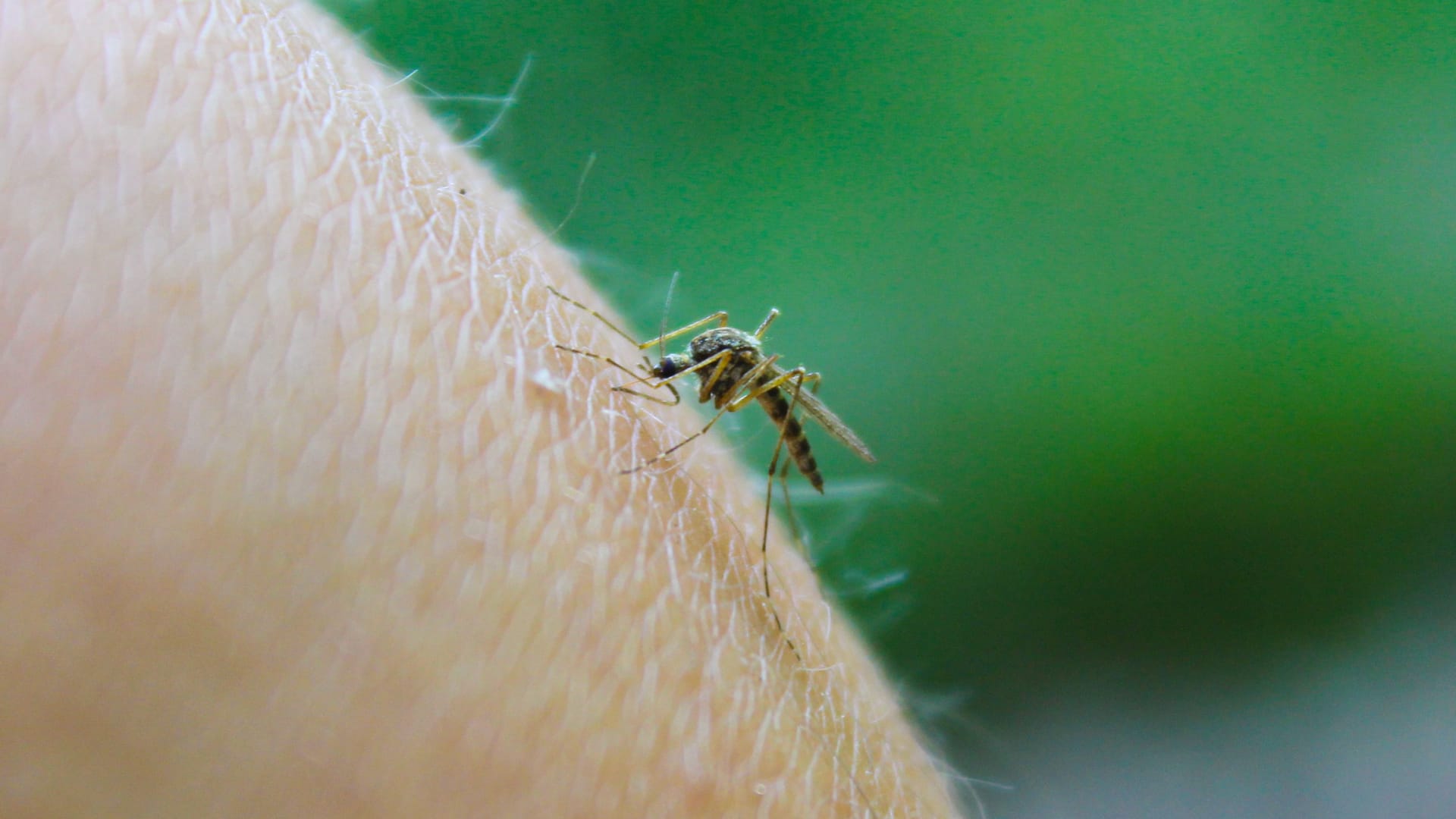 Eine Stechmücke saugt Blut bei einem Menschen