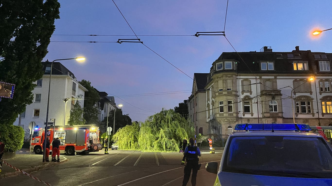 Der Baum stürzte in die Straßenbahn-Oberleitung.