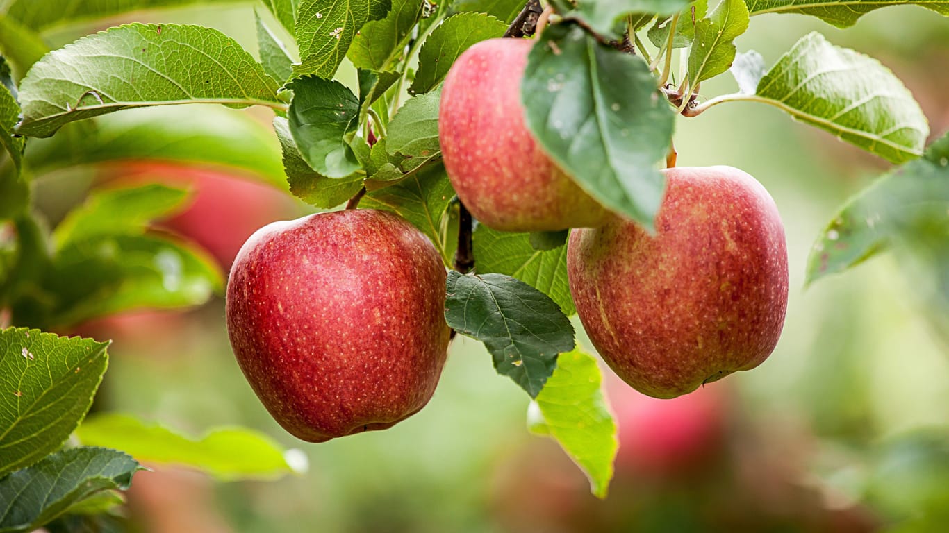 Äpfel am Baum: Um die Abbildung der Früchte ist ein Streit entbrannt.