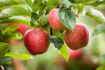 Äpfel am Baum: Um die Abbildung der Früchte ist ein Streit entbrannt.