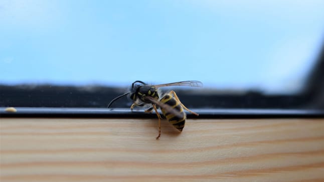Insektenexperte verrät, warum Fliegen, Wespen und Co. gegen Fenster fliegen