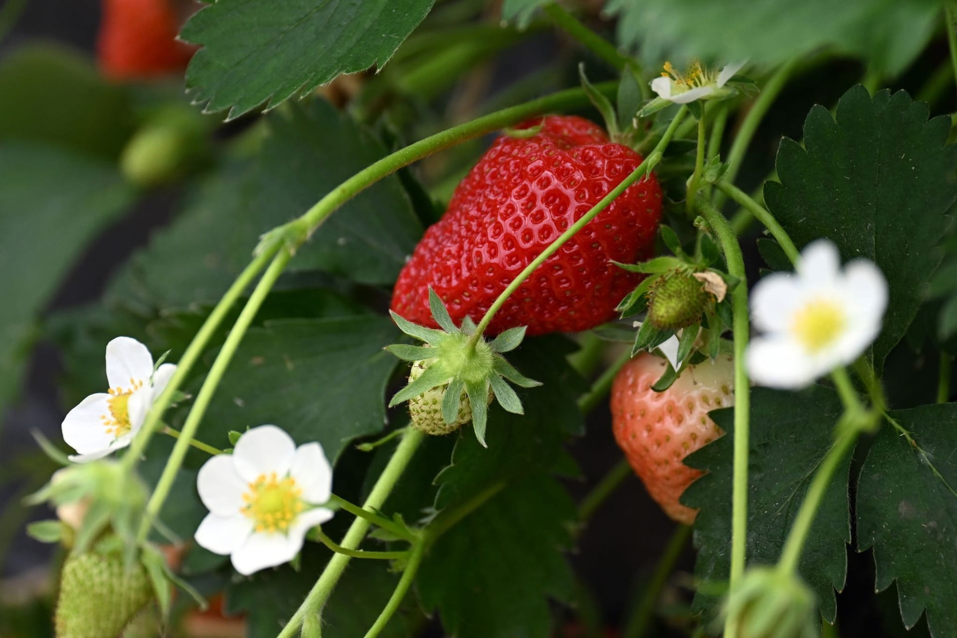 Erdbeeren