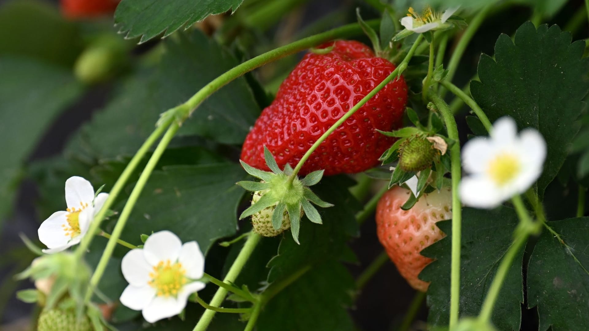 Erdbeeren