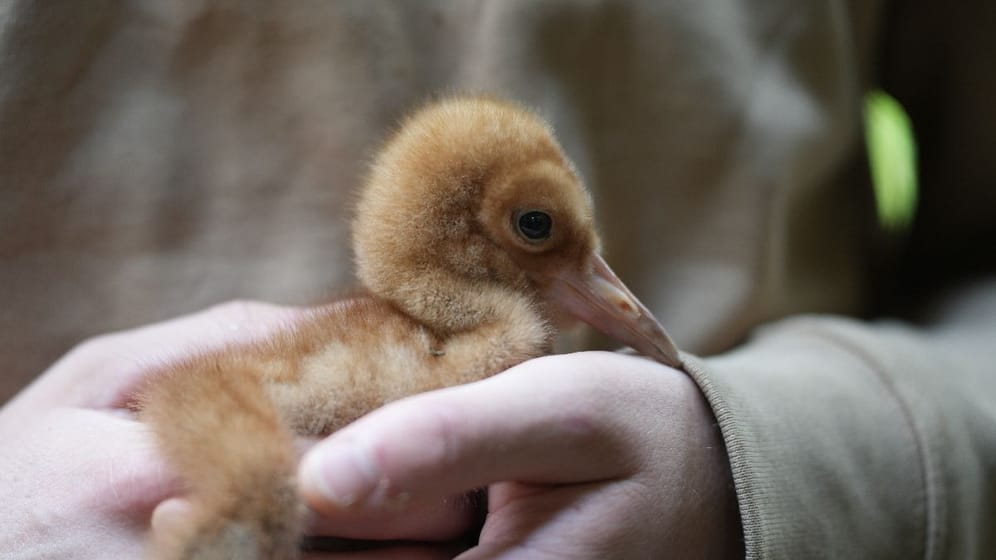 Schneekranich-Küken: Eines der beiden Küken wird mit der Hand aufgezogen.