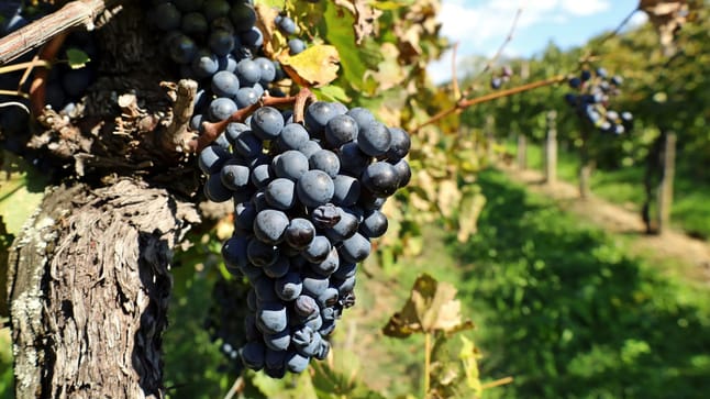 Wein Weinreben vermehren Es gibt mehrere Methoden mit Erfolg