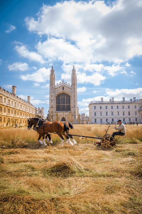 In Cambridge wird die Blumenwiese im Herbst mit einem Pferdegespann gemäht.