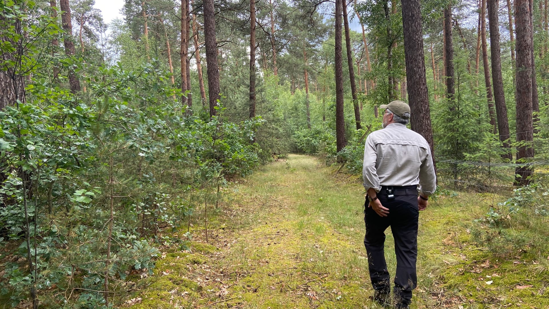 Dietrich Henke in einem Waldstück nahe Treuenbrietzen: Innerhalb von 16 Jahren hat der Förster den Wald wieder renaturiert.