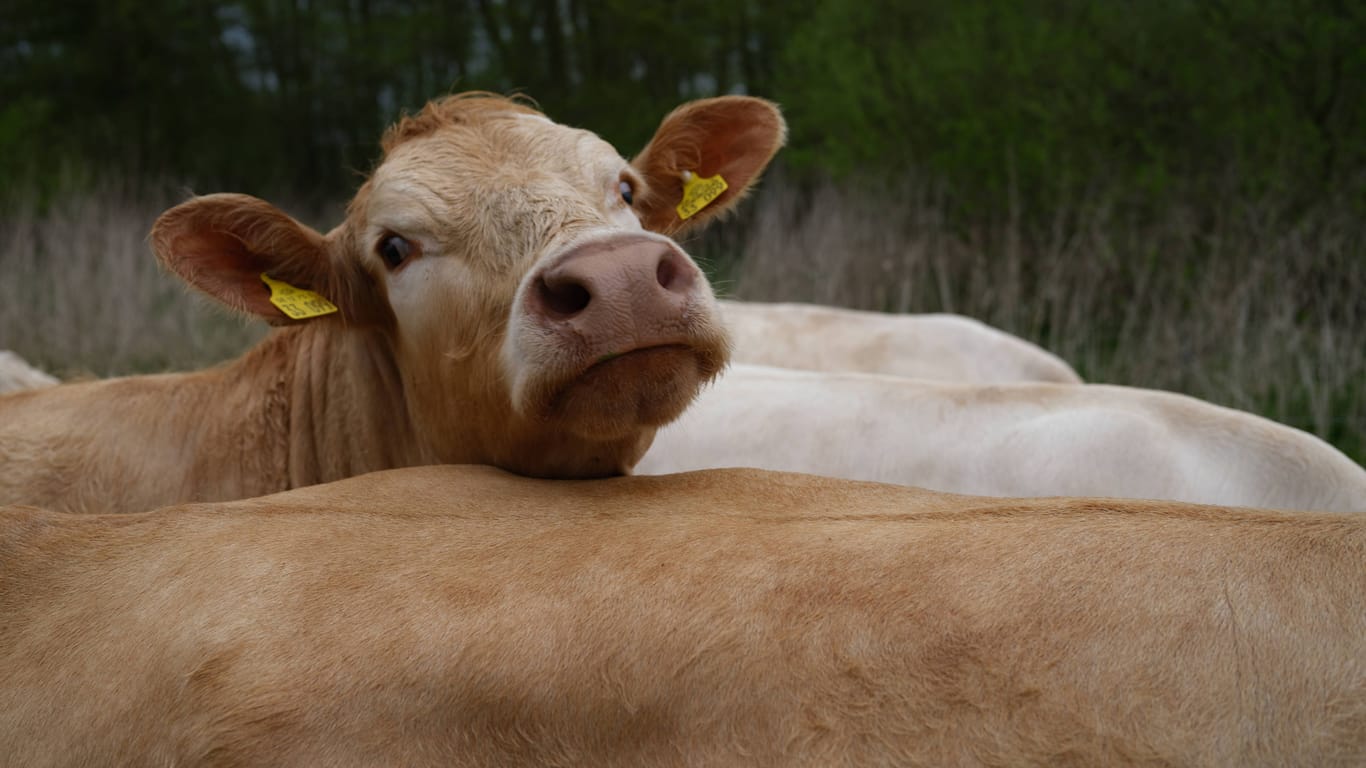 Kühe (Archivbild): Irland will für den Schutz des Klimas Milchkühe töten.