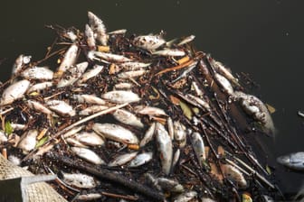 Im Appelhoffweiher in Hamburg-Steilshoop sind hunderte tote Fische angeschwemmt worden.
