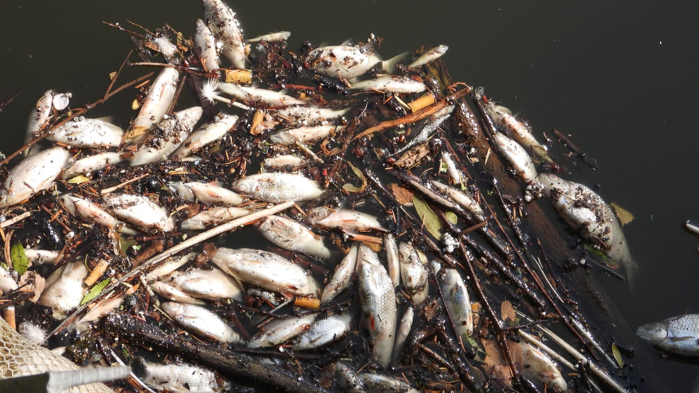 Im Appelhoffweiher in Hamburg-Steilshoop sind hunderte tote Fische angeschwemmt worden.