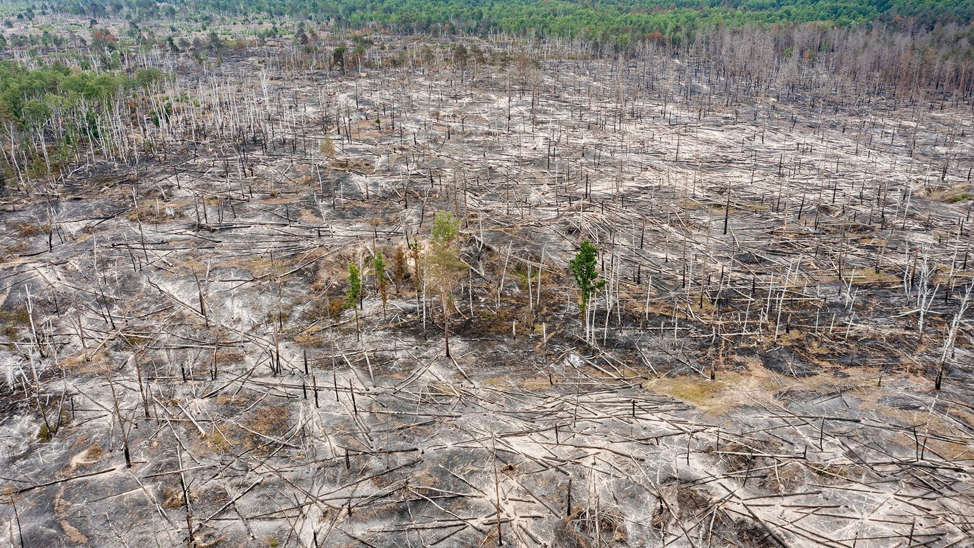 Waldbrand bei Jüterbog