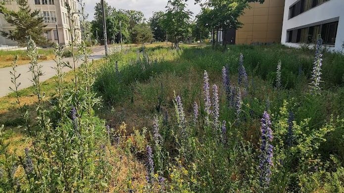 Trotz Trockenheit: Blühende Wiesen an der Freien Universität Berlin.