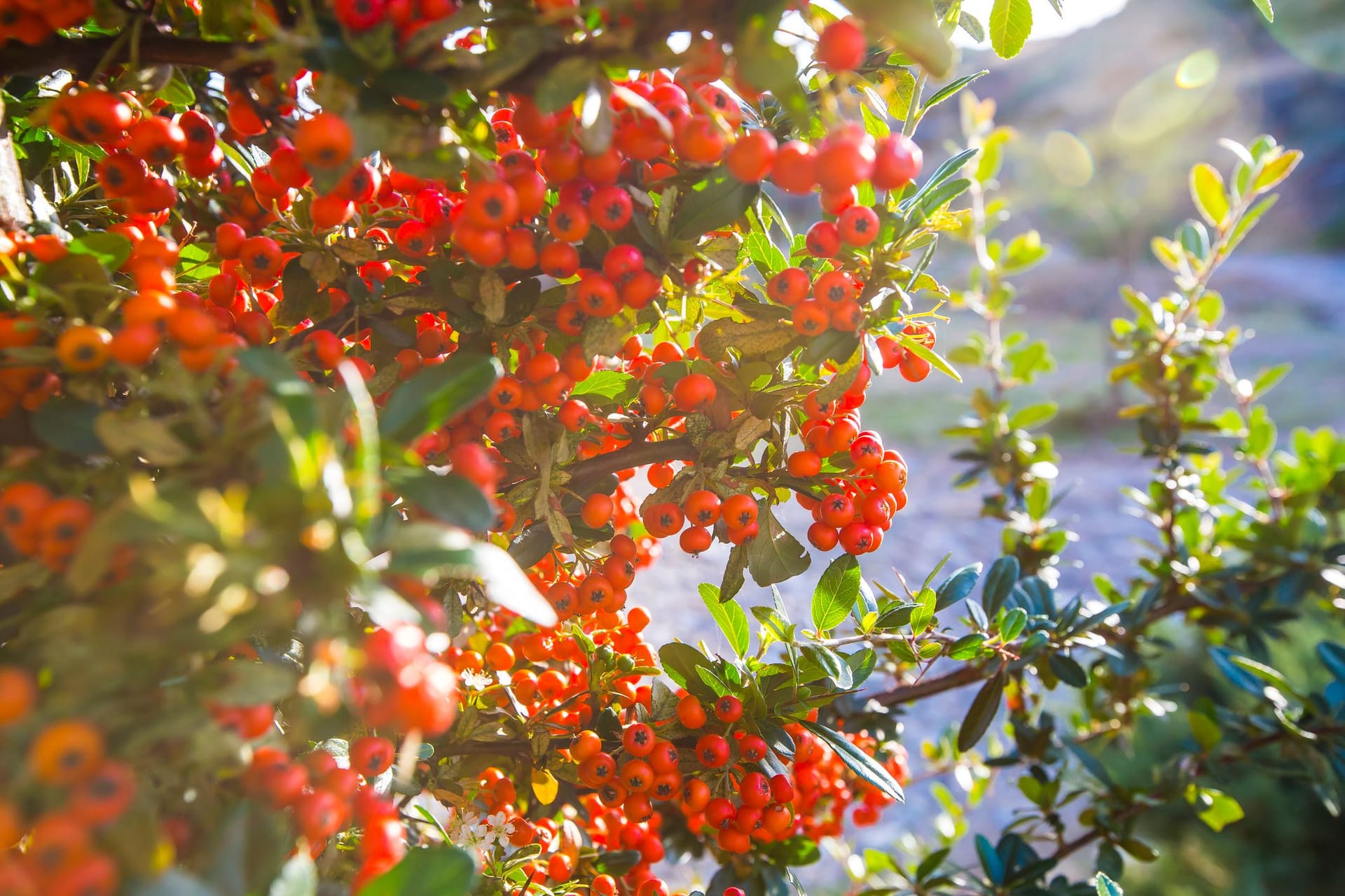 Die leuchtenden Beeren des Feuerdorns wirken besonders verlockend auf Kleinkinder und neugierige Haustiere.