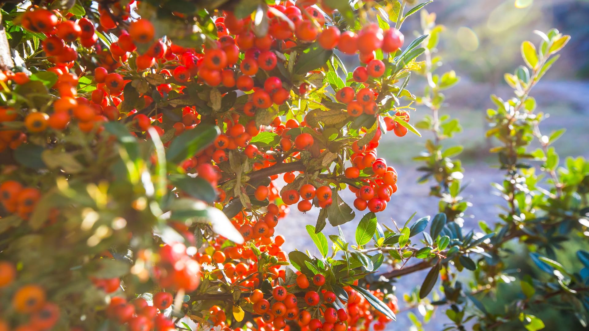 Die leuchtenden Beeren des Feuerdorns wirken besonders verlockend auf Kleinkinder und neugierige Haustiere.