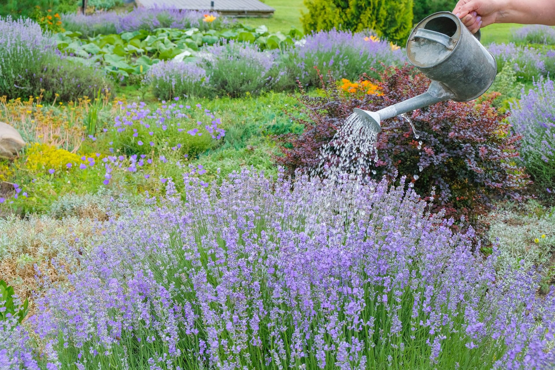 Lavendel im Topf trocknet schnell aus und sollte daher regelmäßig gegossen werden.