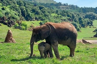 Die beiden „Neuen“: Afrikanische Elefanten Cristina (r) und Neco (l) in Cabárceno.