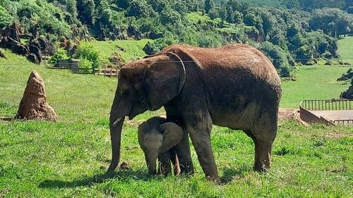 Die beiden „Neuen“: Afrikanische Elefanten Cristina (r) und Neco (l) in Cabárceno.