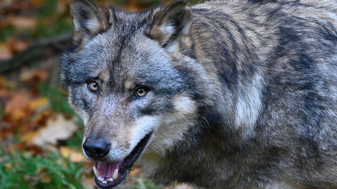 Wolf Wolf