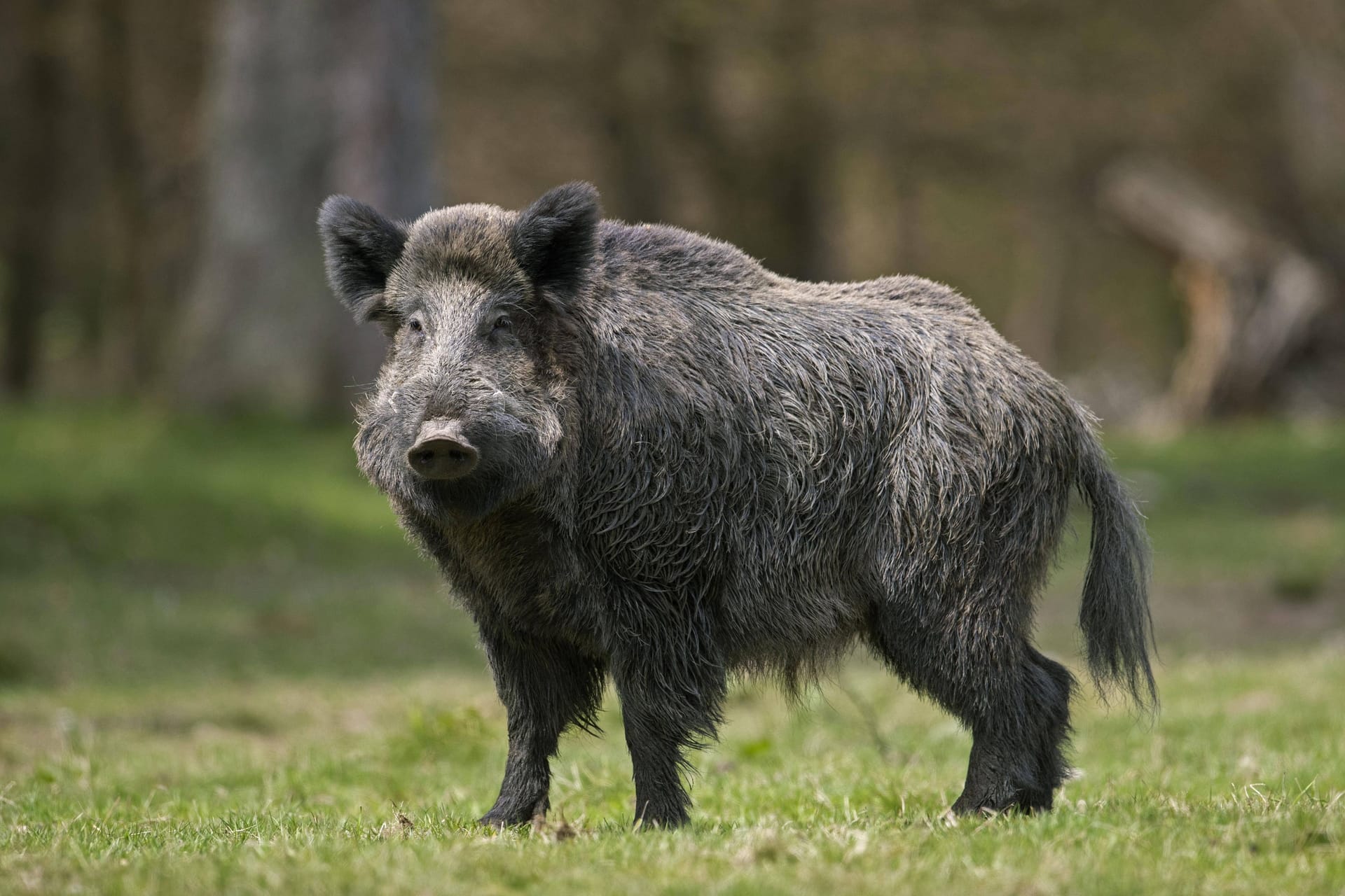 Ein Wildschwein (Archivbild): In der Nähe von Berlin ist ein solches Tier im Swimmingpool gelandet.