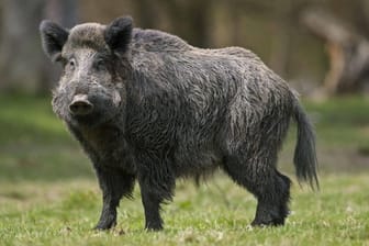 Ein Wildschwein (Archivbild): In der Nähe von Berlin ist ein solches Tier im Swimmingpool gelandet.