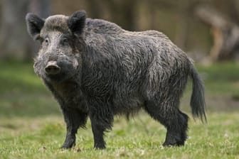 Ein Wildschwein (Archivbild): In der Nähe von Berlin ist ein solches Tier im Swimmingpool gelandet. Ein Wildschwein (Archivbild): In der Nähe von Berlin ist ein solches Tier im Swimmingpool gelandet.