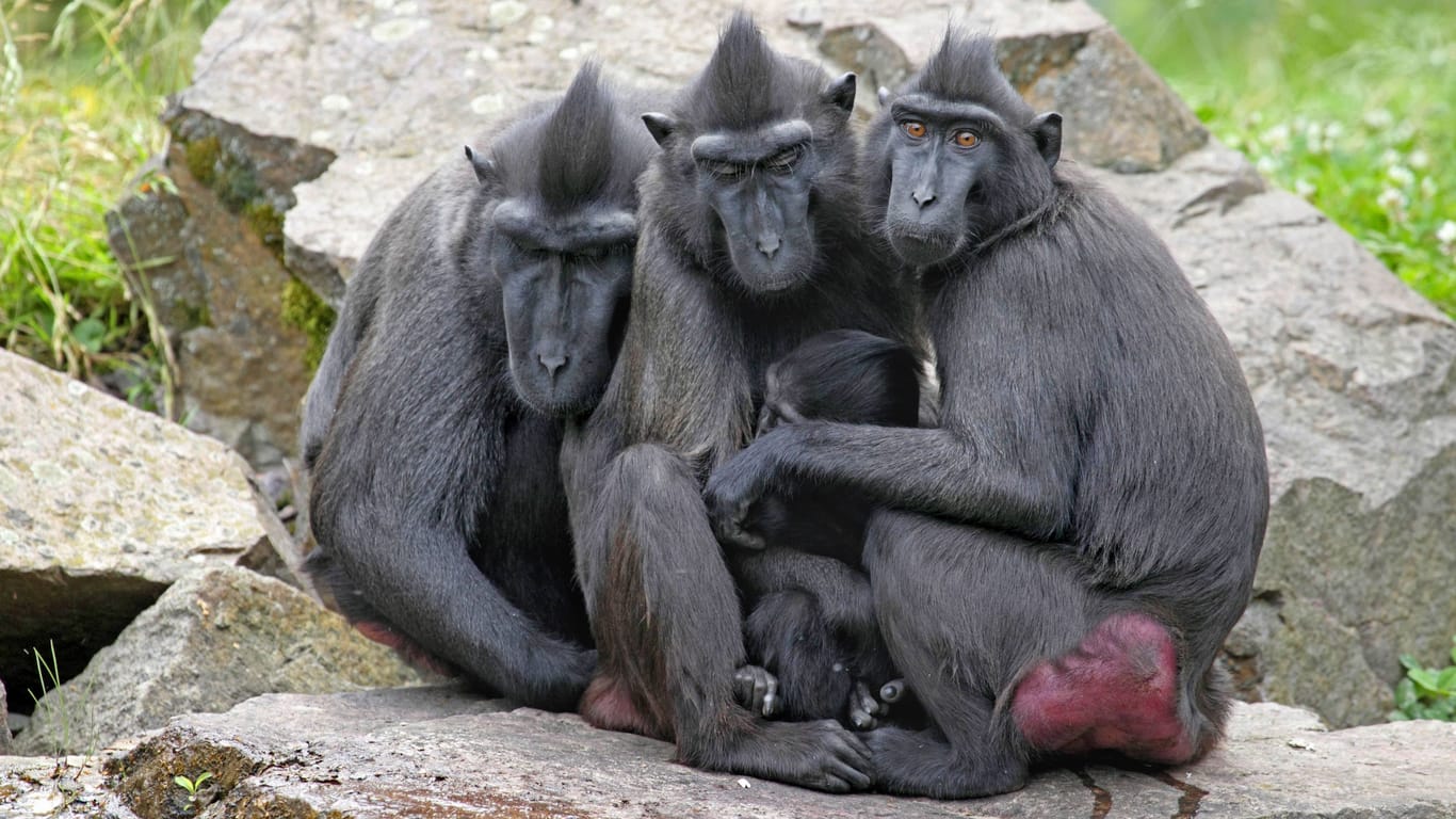 Drei Schopfmakaken (Symbolbild): Sechs Tiere sind aus dem tschechischen Zoo entflohen.