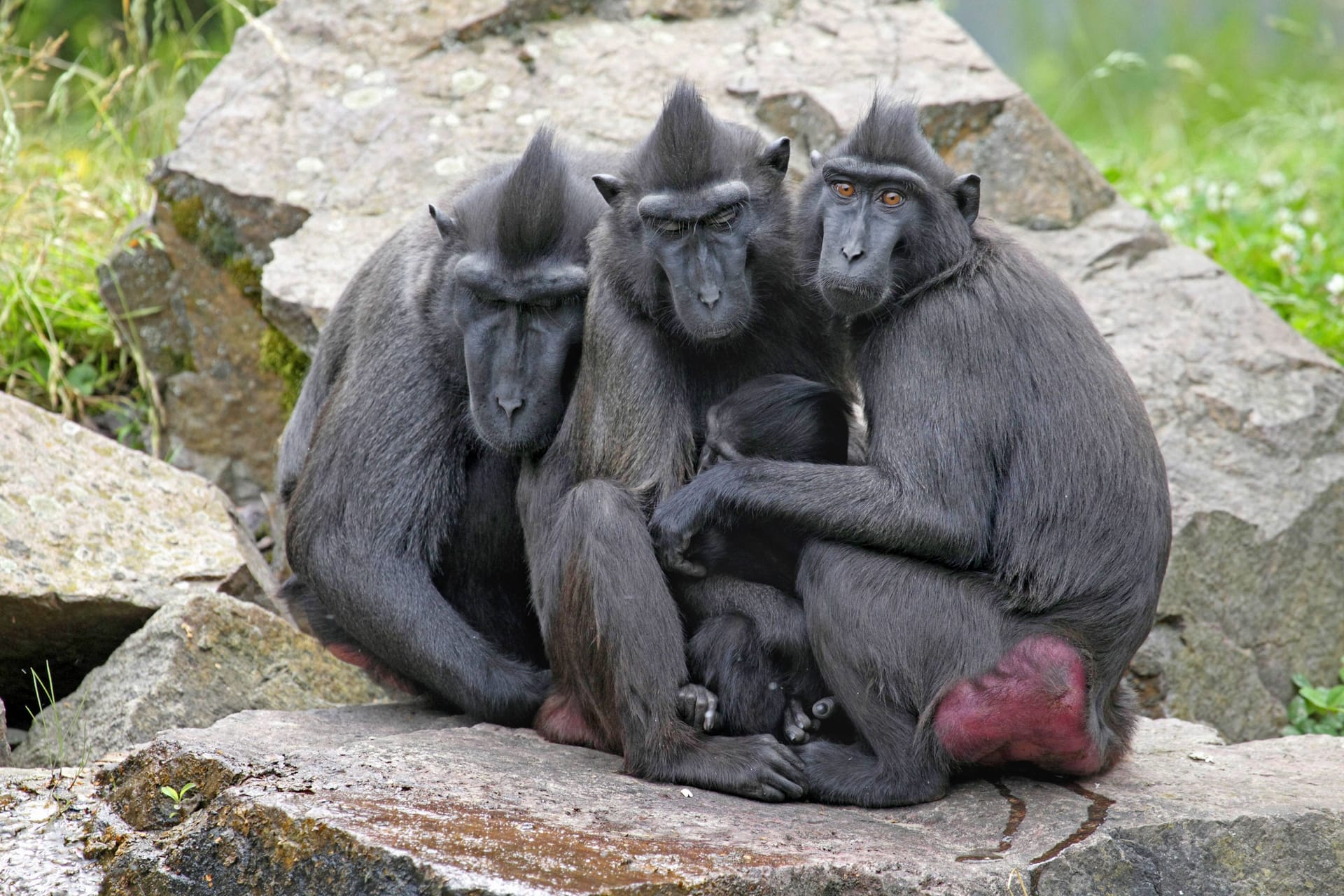 Drei Schopfmakaken (Symbolbild): Sechs Tiere sind aus dem tschechischen Zoo entflohen.