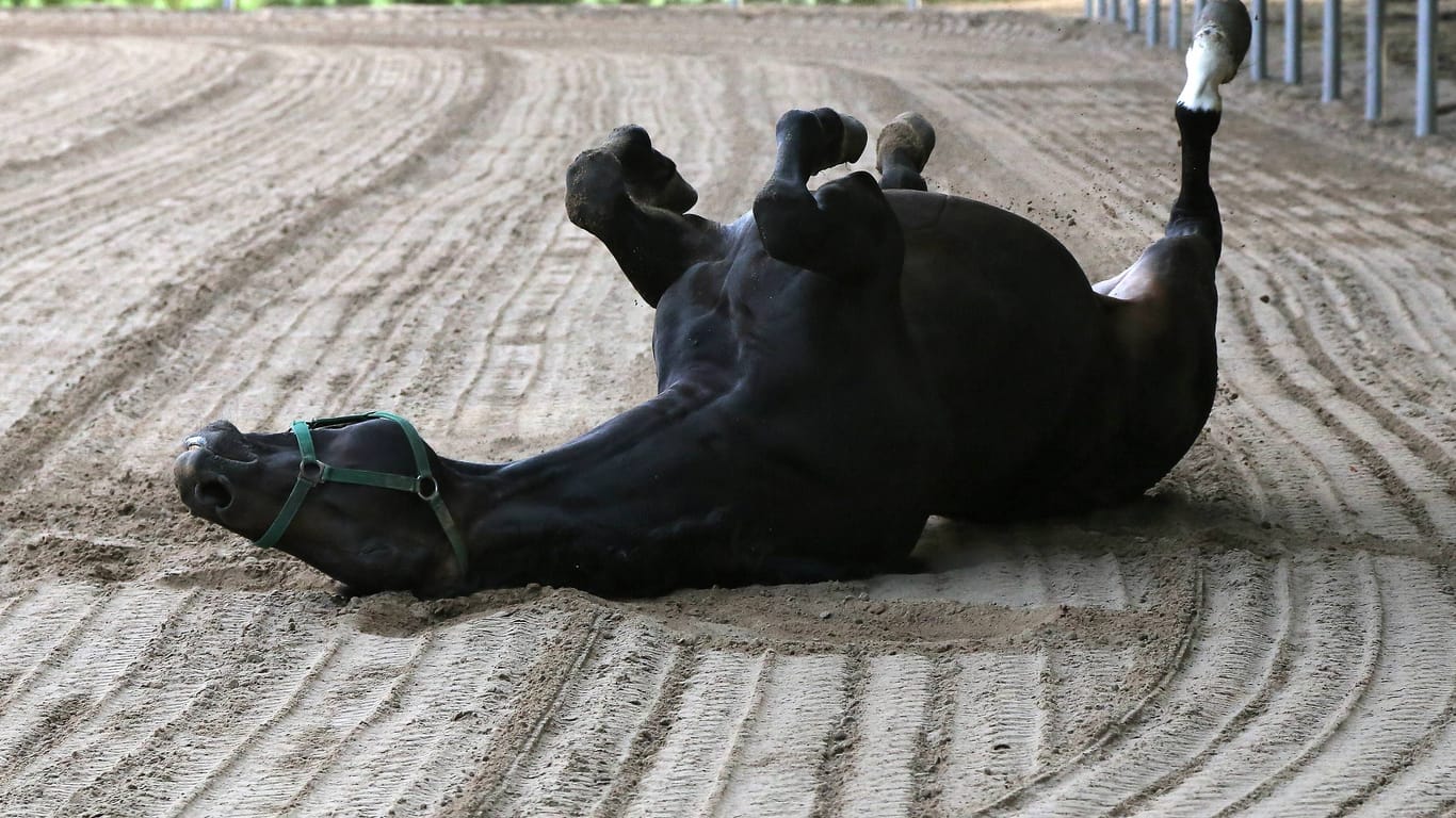 Ein Pferd wälzt sind im Sand (Symbolbild): Dies könne auf eine Kolik hinweisen, erklärt die Tierarztpraxis für Pferde in Merklingsen.