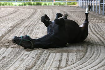 Ein Pferd wälzt sind im Sand (Symbolbild): Dies könne auf eine Kolik hinweisen, erklärt die Tierarztpraxis für Pferde in Merklingsen.