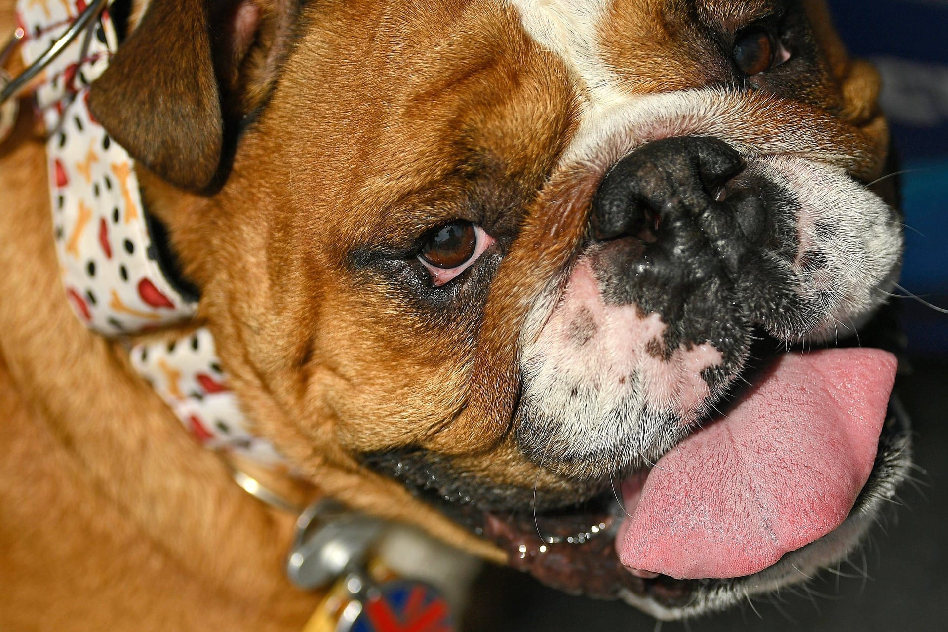 Englische Bulldogge (Archivfoto): Vier Hunde haben in Brandenburg einen Mann schwer verletzt.