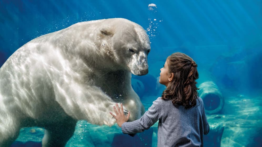 Ein Eisbär vor Scheibe mit Mädchen (Archivbild): In vergangenen Jahr erzielte der Erlebnis-Zoo wieder positive Zahlen.