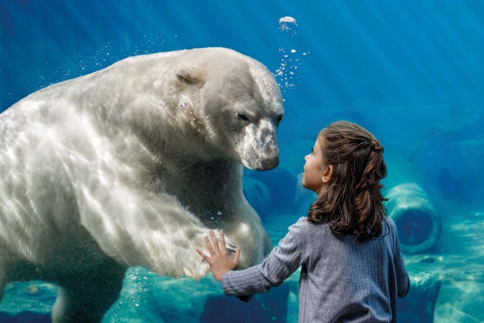 Ein Eisbär vor Scheibe mit Mädchen (Archivbild): In vergangenen Jahr erzielte der Erlebnis-Zoo wieder positive Zahlen.
