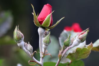 Durch den Einsatz von Backpulver kann Echter Mehltau an Rosen wirkungsvoll bekämpft werden.
