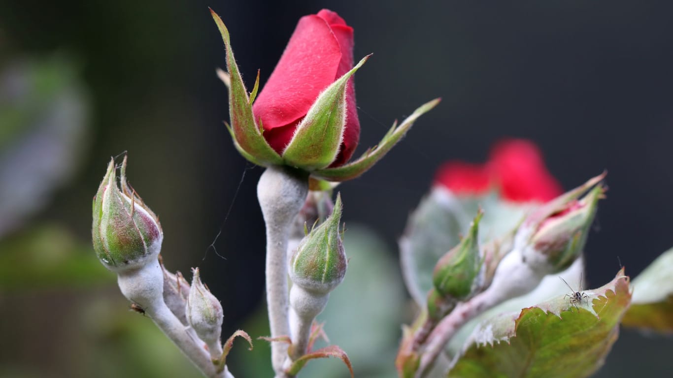 Durch den Einsatz von Backpulver kann Echter Mehltau an Rosen wirkungsvoll bekämpft werden.