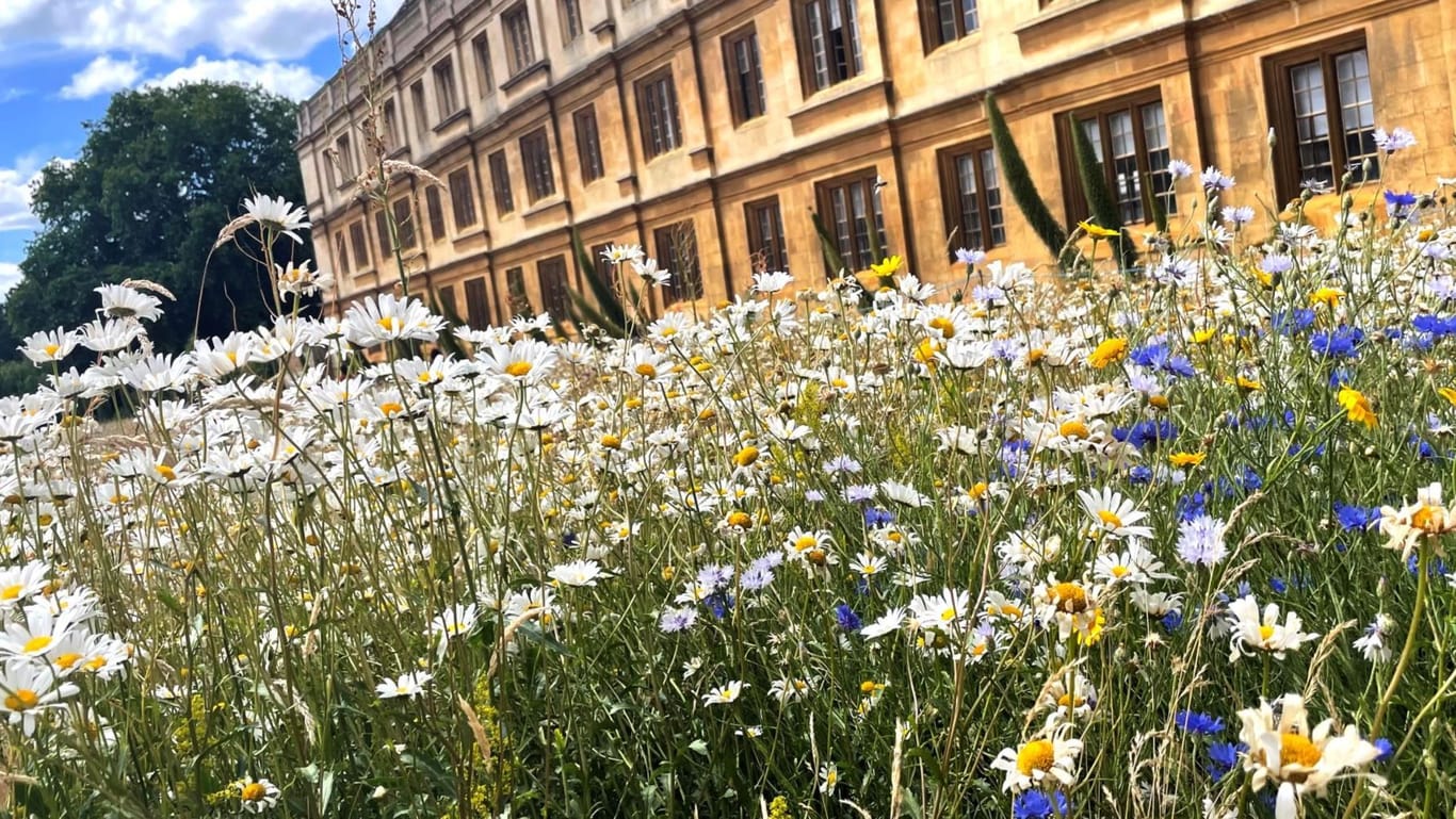 Die Rasenfläche des King's College wurde in eine lebendige, wunderschöne Blumenwiese umgewandelt.