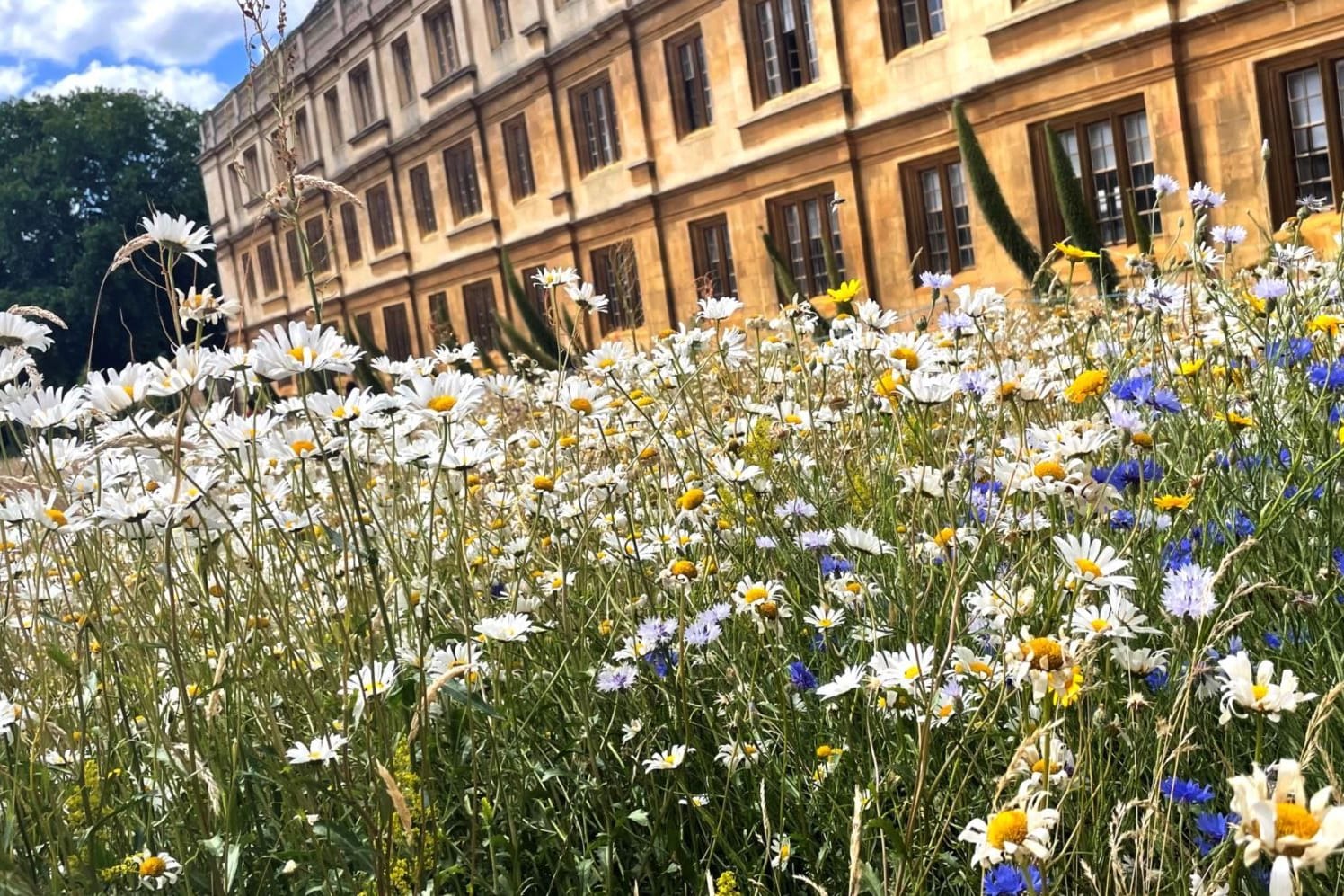 Die Rasenfläche des King's College wurde in eine lebendige, wunderschöne Blumenwiese umgewandelt.