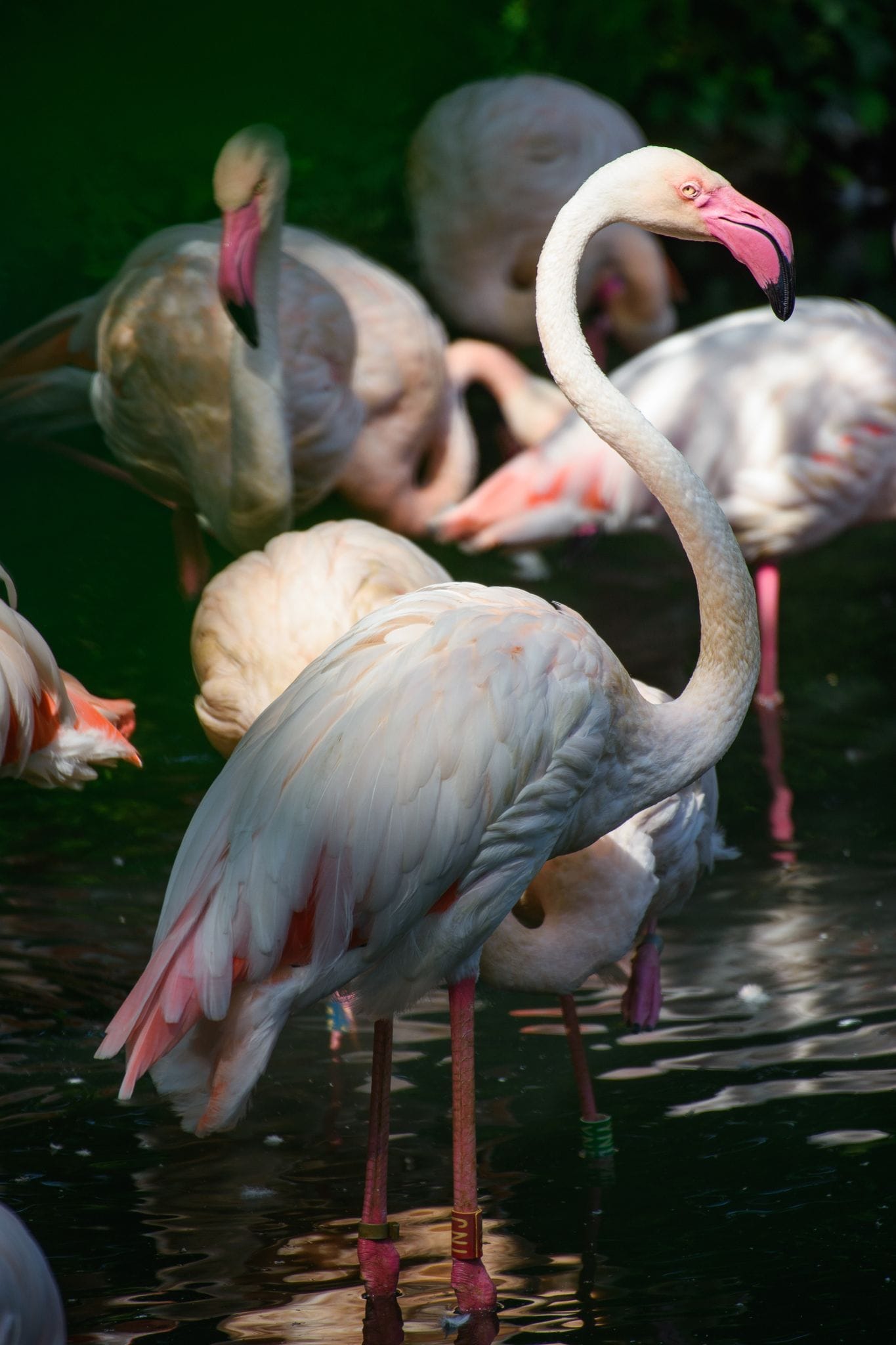 Flamingo Ingo