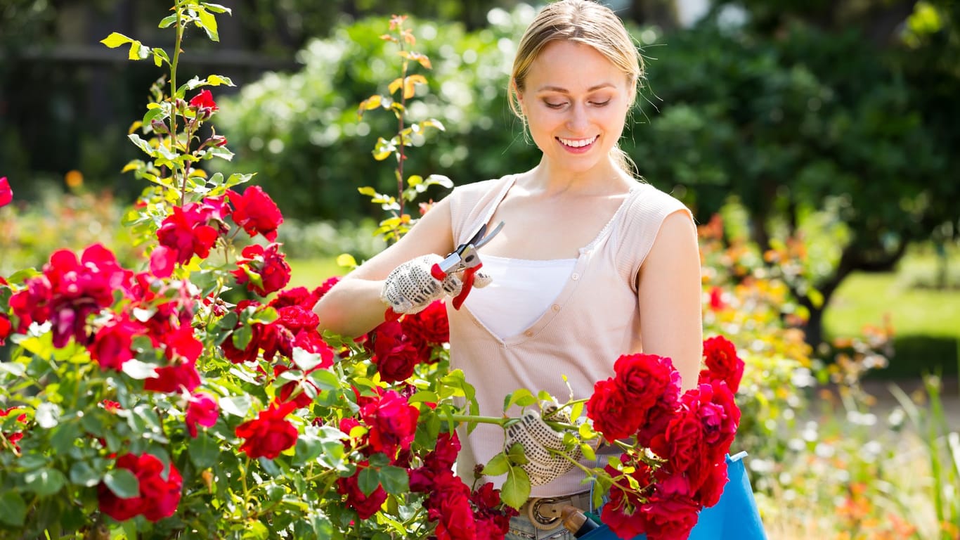 Ein regelmäßiger Schnitt zum richtigen Zeitpunkt hält Rosen gesund und wuchsfreudig.