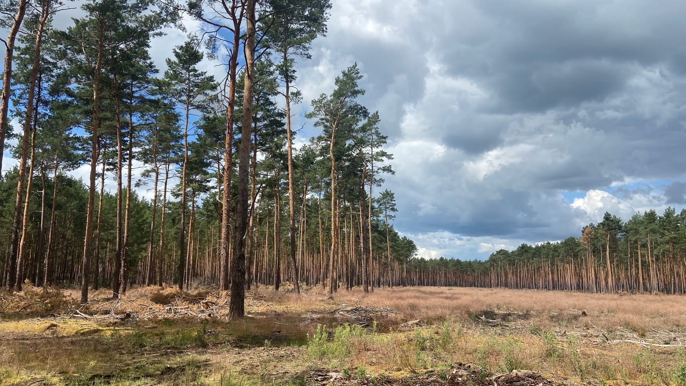 "Freifläche" in einem Kiefernforst nahe Kemnitz: Privatwaldbesitzer dürfen in ihrem Waldstück bis zu zwei Hektar große Flächen roden.