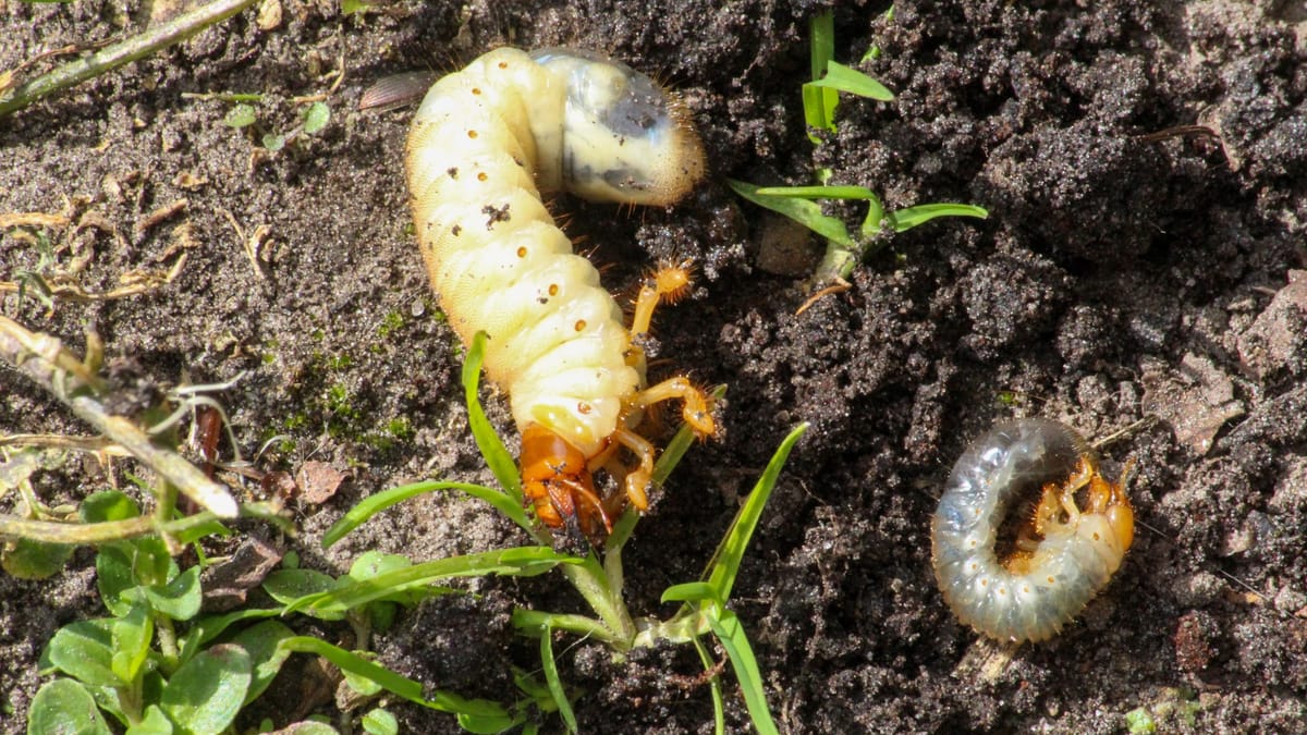 Engerlinge bestimmen So gehen Sie bei Larven im Garten richtig vor