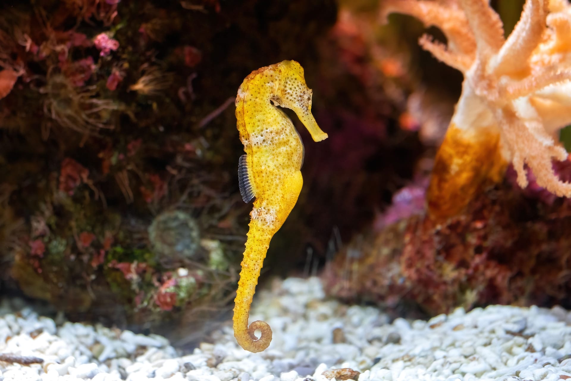 Ein Kurzschnäuziges Seepferdchen in einem Aquarium: Aktuell werden die Tiere vermehrt an deutschen Küsten gefunden.