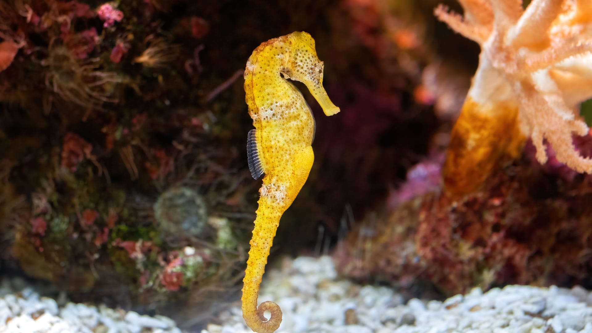 Ein Kurzschnäuziges Seepferdchen in einem Aquarium: Aktuell werden die Tiere vermehrt an deutschen Küsten gefunden.