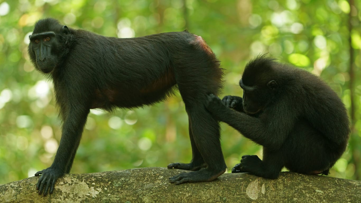 Zwei Schopfmakaken beim Lausen (Archivbild): Vier von acht Tieren sind wieder zurück im Zoo.