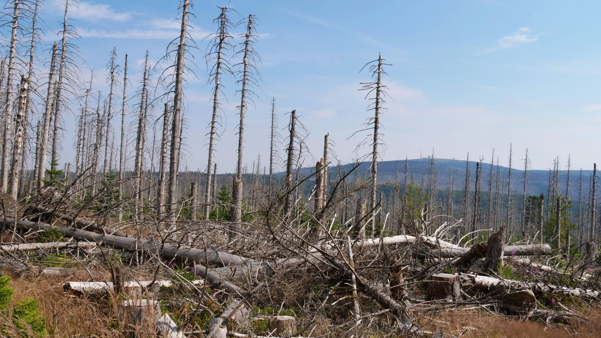 Totholz im Nationalpark Harz nahe des Brocken: Die Wälder in Deutschland leiden unter Dürre und Klimakrise.