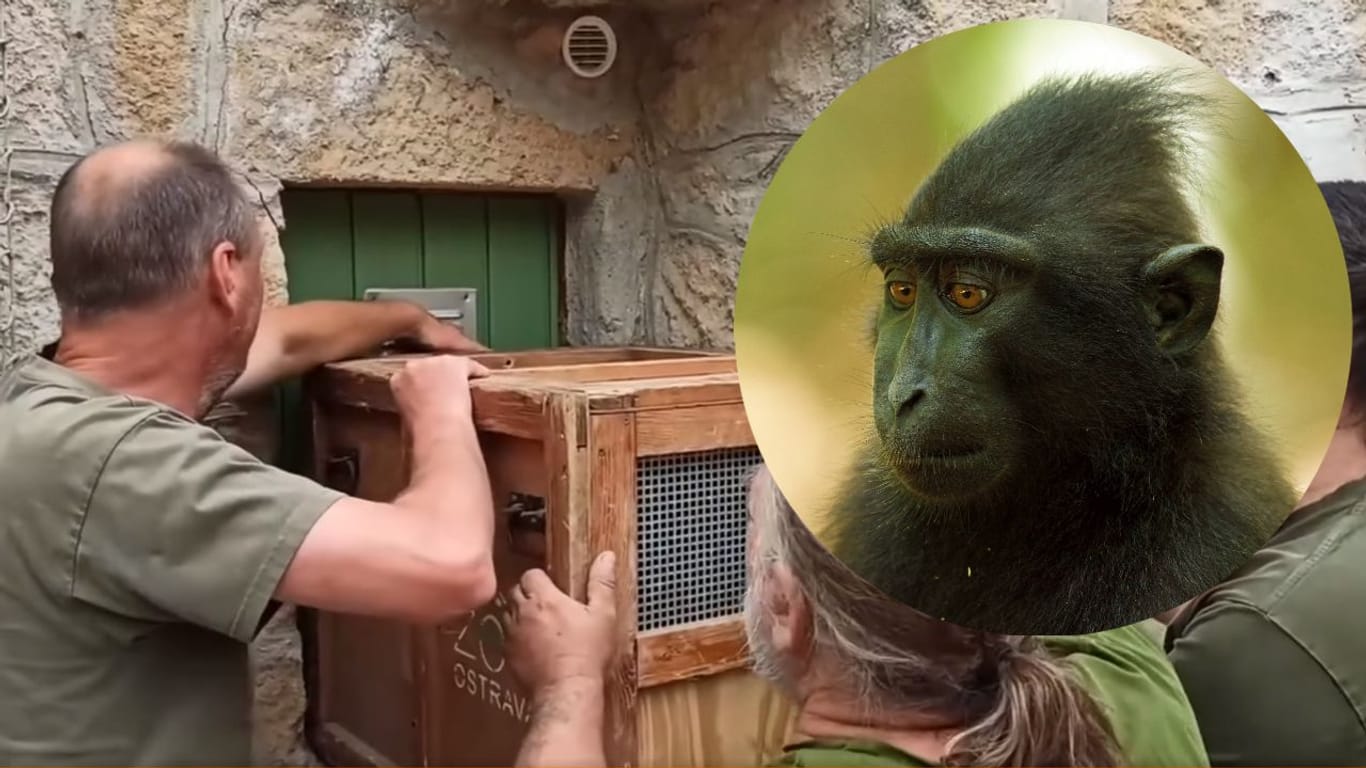 Zoomitarbeiter drängen den letzten entlaufenen Schopfaffen in eine Kiste: Zwei Kellnerinnen hatten die Affen mithilfe eines Stückchen Wassermelone eingefangen.