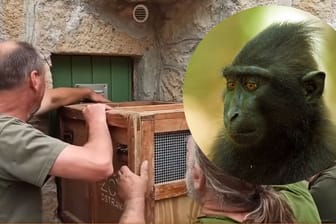 Zoomitarbeiter drängen den letzten entlaufenen Schopfaffen in eine Kiste: Zwei Kellnerinnen hatten die Affen mithilfe eines Stückchen Wassermelone eingefangen.