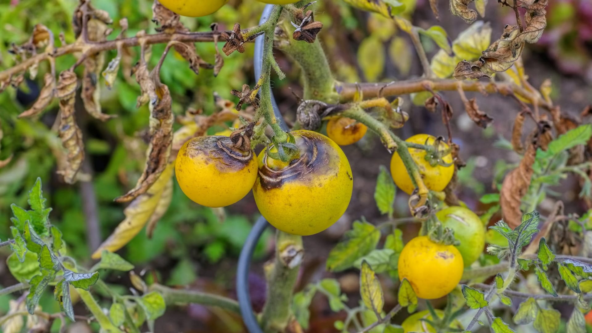 Tomaten, die bereits von Braunfäule befallen sind, sollte Sie sofort entfernen.