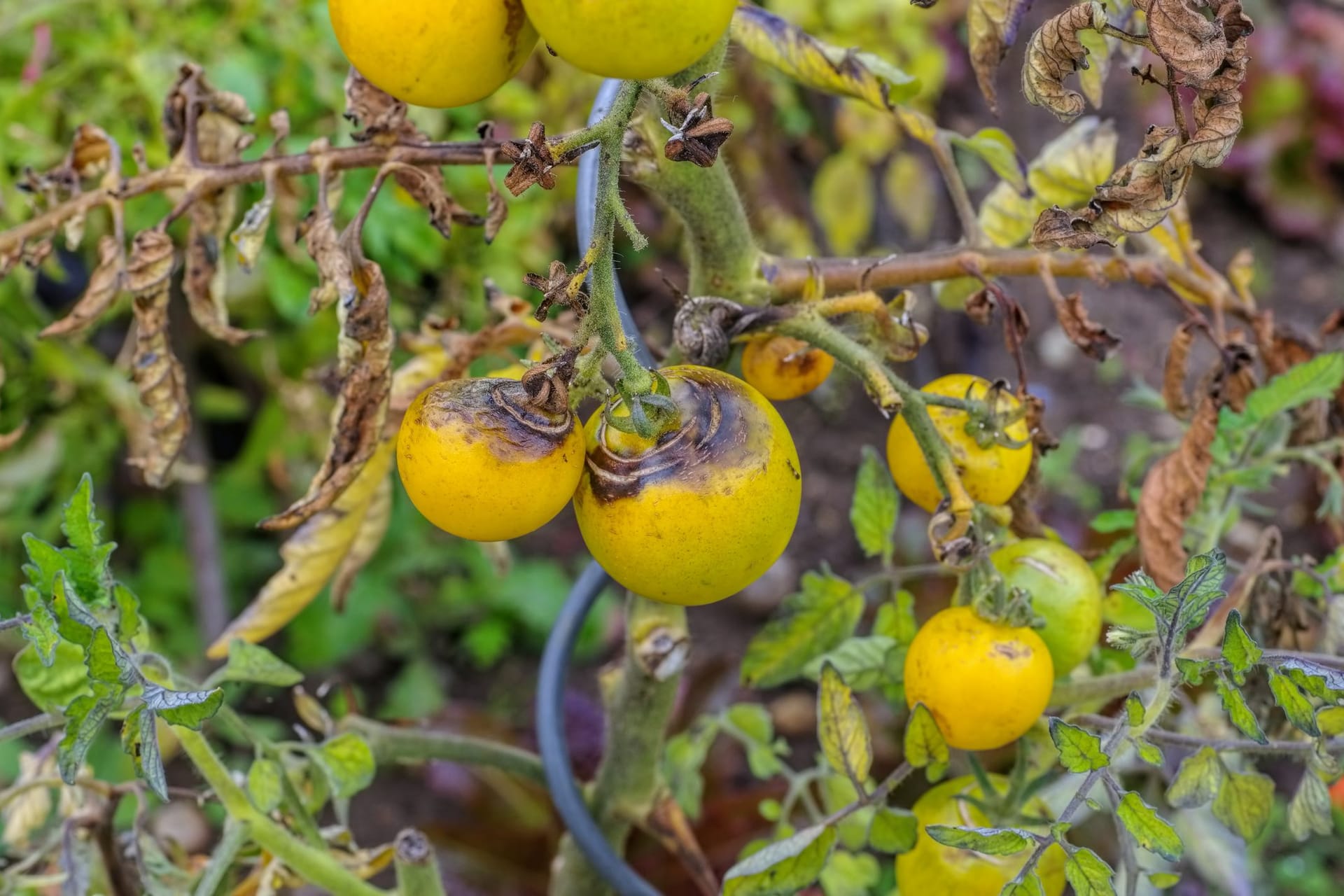 Tomaten, die bereits von Braunfäule befallen sind, sollte Sie sofort entfernen.