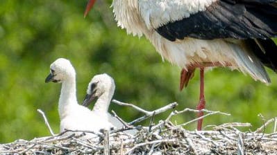 Der Storch und die Kleinen: Die Küken sind für Dortmund der erste Nachwuchs in freier Wildbahn. Der Storch und die Kleinen: Die Küken sind für Dortmund der erste Nachwuchs in freier Wildbahn.
